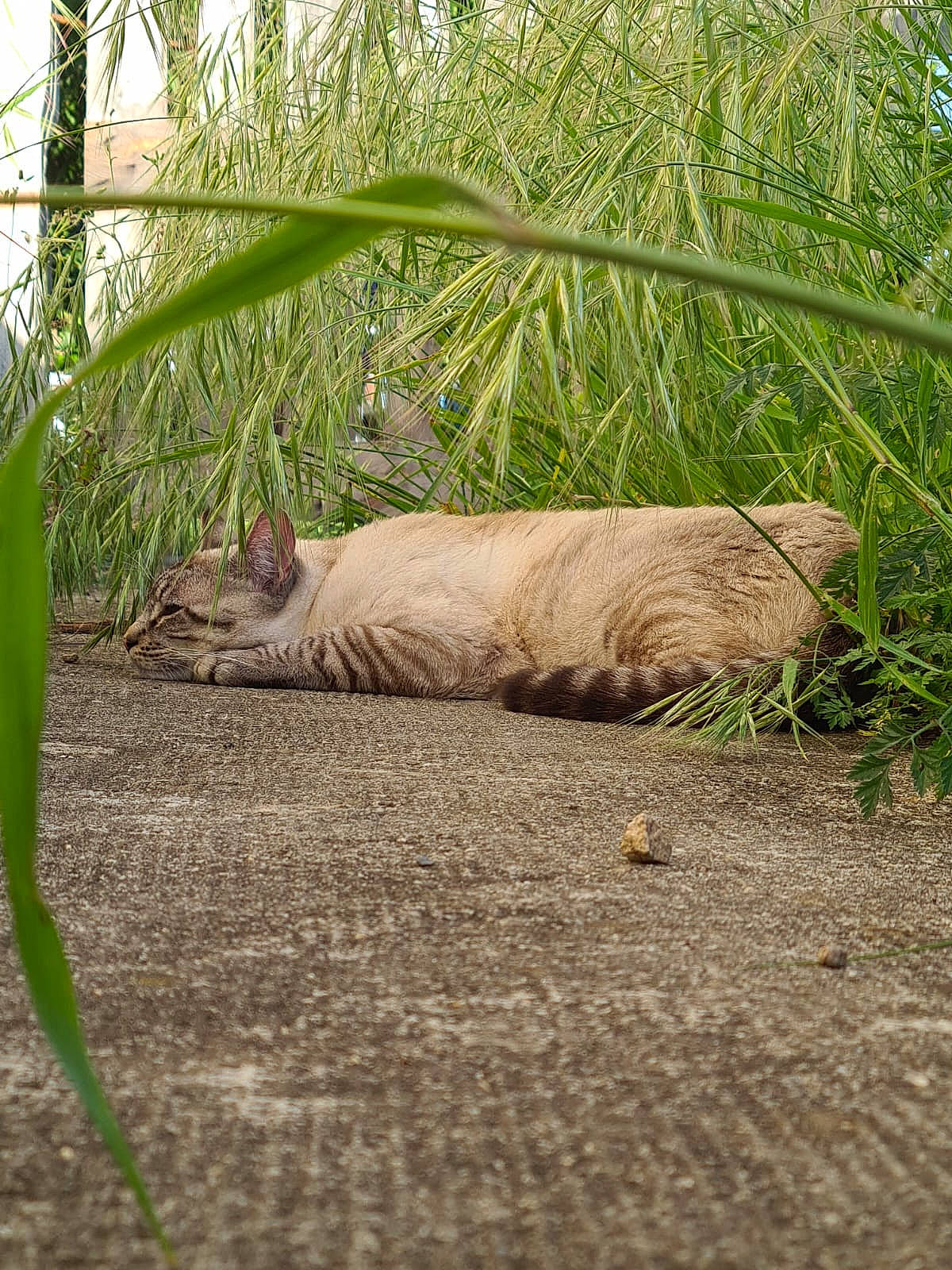Ted participe au concours pour gagner de l'argent avec cette photo : arecales, carnivore, fawn, felidae, fur, grass, landscape, plant, rodent, small_to_medium_sized_cats, snout, soil, tail, terrestrial_animal, terrestrial_plant, tree, trunk, whiskers, wildlife, wood