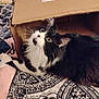 cat, black_and_white, cardboard_box, bedspread, blanket, indoor, pet, fur, whiskers, curious, cozy, animal, cute, resting, home, relaxed, soft, feline, portrait, domestic