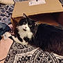 Jax joined the competition — help win amazing prizes! cat, black_and_white, fluffy, cardboard_box, blanket, patterned, indoor, furniture, cozy, curious, pet, animal, soft, relaxed, whiskers, eyes, fur, resting, home, comfort