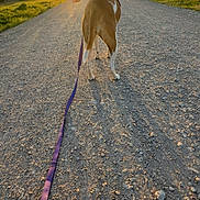 Pumpkin is registered to the contest to win money with this photo: dog, leash, gravel_road, sunset, golden_hour, outdoor, nature, animal, canine, walking, shadow, sunlight, trees, sky, rural, path, evening, brown, white, collar