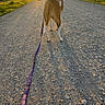 dog, leash, gravel_road, sunset, golden_hour, outdoor, nature, animal, canine, walking, shadow, sunlight, trees, sky, rural, path, evening, brown, white, collar