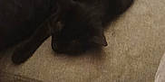 Shiva a rejoint le concours — aidez-le/la à gagner de superbes lots ! black_cat, cat, couch, person, shorts, striped_clothing, indoor, relaxing, furniture, pet, animal, sleeping_cat, living_room, cozy, casual, resting, soft_lighting, fabric, home, comfort