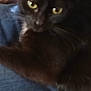 cat, black_cat, yellow_eyes, pet, indoor, denim, jeans, resting, close_up, feline, animal, cute, fur, whiskers, domestic_cat, relaxed, casual, soft_lighting, mystery, companion