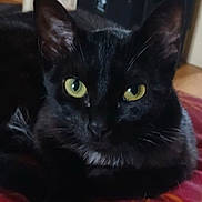 Shiva participe au concours pour gagner de l'argent avec cette photo : cat, black_cat, pet, animal, feline, close_up, eyes, whiskers, indoor, resting, fur, face, cute, domestic_animal, looking, portrait, mammal, relaxed, nose, ears
