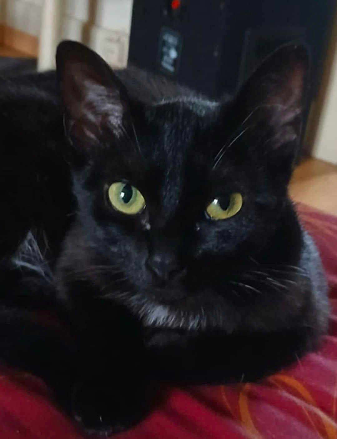 Shiva