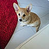 puppy, dog, corgi, pet, indoor, floor, red_rug, white_tile, cute, small_dog, ears, collar, looking_up, animal, young, fur, domestic_animal, companion, sitting, curious