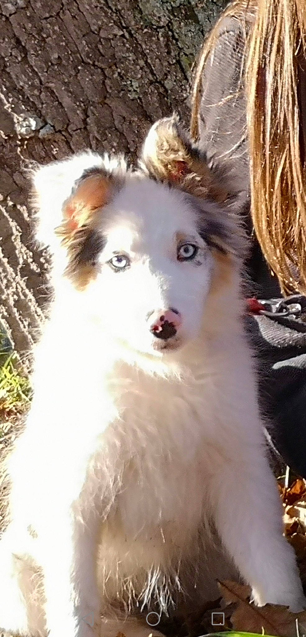 Shannel a rejoint le concours — aidez-le/la à gagner de superbes lots ! ancient_dog_breeds, carnivore, companion_dog, dog, dog_breed, fang, fur, grass, herding_dog, plant, rough_collie, snout, sporting_group, terrestrial_animal, tree, whiskers, working_animal, working_dog