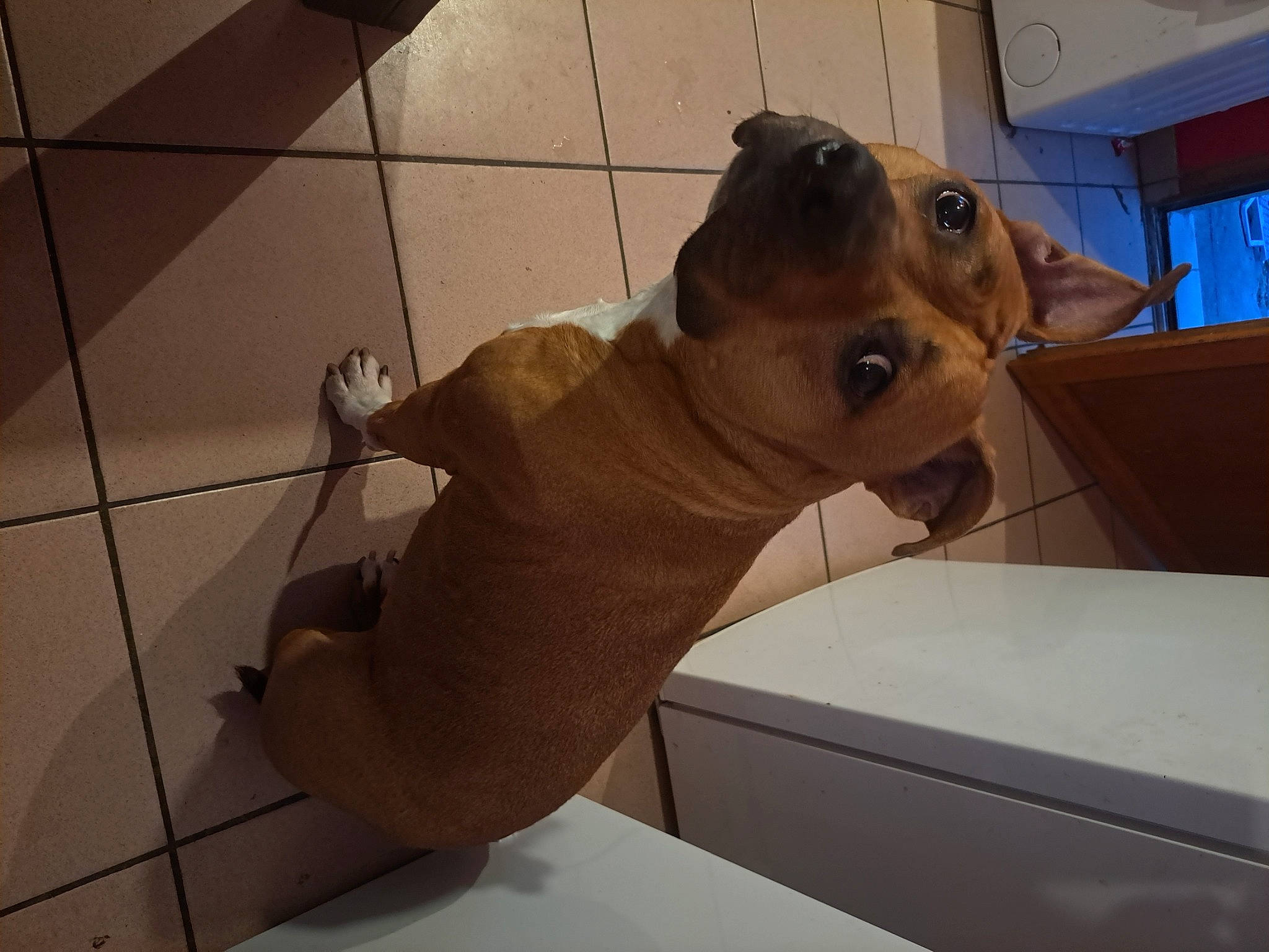 Falcko a rejoint le concours — aidez-le/la à gagner de superbes lots ! art, artifact, canidae, carnivore, companion_dog, dog_breed, eyewear, fawn, felidae, floor, flooring, metal, personal_protective_equipment, snout, terrestrial_animal, toy, whiskers, window, wood, working_animal