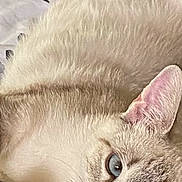 Bella joined the competition — help win amazing prizes! cat, blue_eyes, close_up, fur, pet, animal, resting, indoor, cozy, blanket, whiskers, ears, face, cute, feline, lying_down, relaxed, soft_light, patterned, domestic_cat