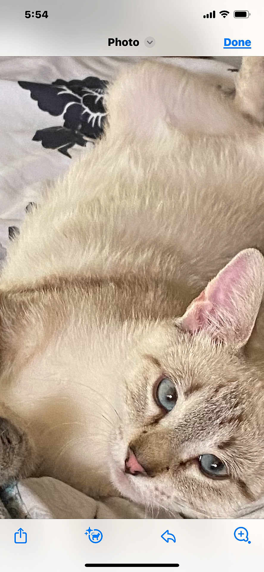 Bella joined the competition — help win amazing prizes! cat, blue_eyes, close_up, fur, pet, animal, resting, indoor, cozy, blanket, whiskers, ears, face, cute, feline, lying_down, relaxed, soft_light, patterned, domestic_cat