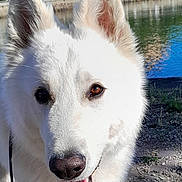 T'Opus Dei participe au concours pour gagner de l'argent avec cette photo : dog, white_dog, outdoor, water, gravel, ears, face, mouth, teeth, happy, pet, animal, nature, sunlight, daytime, closeup, canine, fur, smile, park
