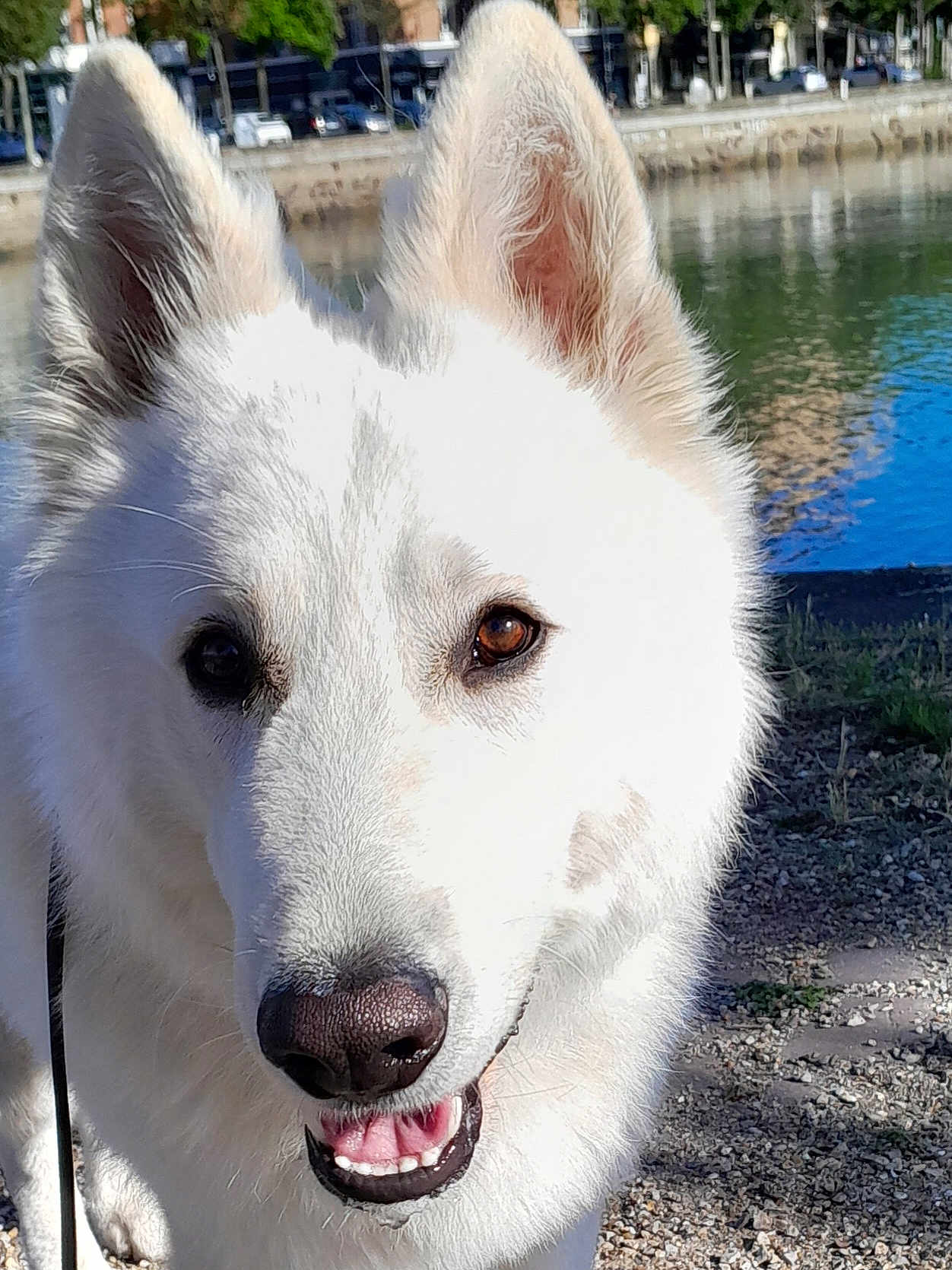 T'Opus Dei participe au concours pour gagner de l'argent avec cette photo : dog, white_dog, outdoor, water, gravel, ears, face, mouth, teeth, happy, pet, animal, nature, sunlight, daytime, closeup, canine, fur, smile, park