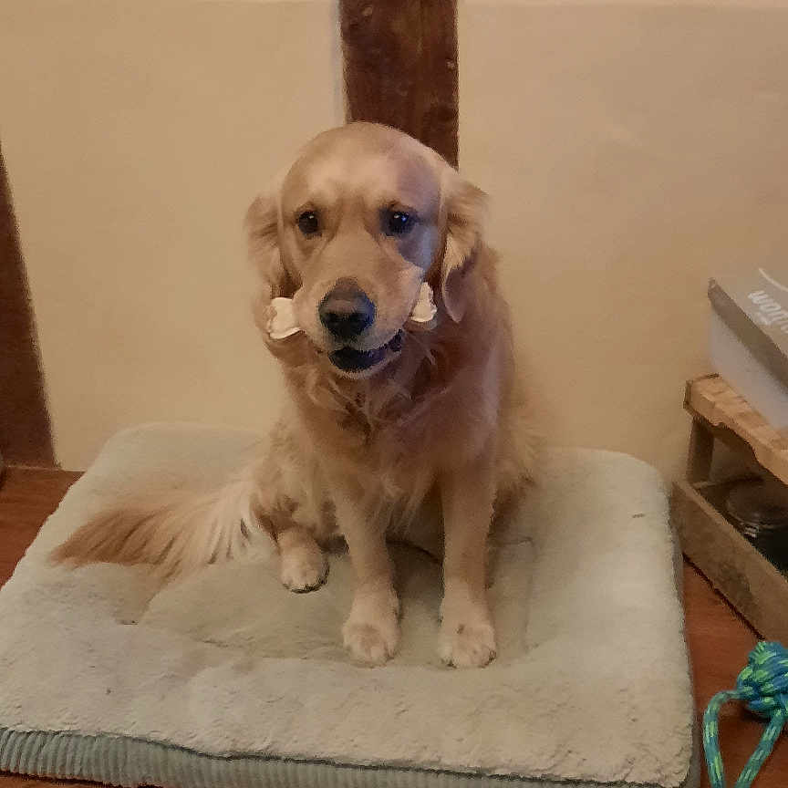 Sherlock participe au concours pour gagner de l'argent avec cette photo : animal, brown, chew_toy, companion, cozy, cute, dog, dog_bed, domestic_animal, fur, golden_retriever, house, indoor, looking, mammal, pet, resting, sitting, toy, wooden_floor