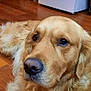 Sherlock a rejoint le concours — aidez-le/la à gagner de superbes lots ! golden_retriever, dog, pet, indoor, wooden_floor, flooring, fridge, flower_magnets, household, fur, canine, mammal, laying_down, close_up, domestic_animal, companion, cute, relaxed, animal_portrait, home