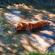 Sherlock a rejoint le concours — aidez-le/la à gagner de superbes lots ! dog, golden_retriever, water, creek, nature, grass, greenery, sunlight, outdoor, animal, swimming, riverbank, shallow_water, summer, pet, canine, wet, relaxation, wildlife, daylight