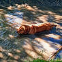 dog, golden_retriever, water, creek, nature, grass, greenery, sunlight, outdoor, animal, swimming, riverbank, shallow_water, summer, pet, canine, wet, relaxation, wildlife, daylight