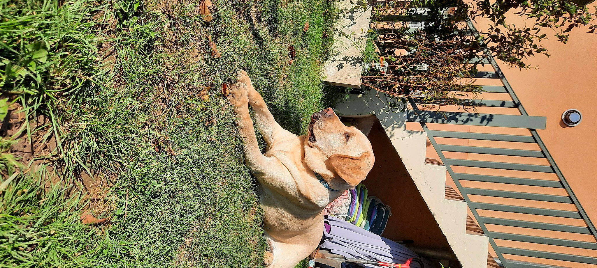 Opium participe au concours pour gagner de l'argent avec cette photo : barechested, canidae, dog, dog_breed, fawn, fun, grass, human_leg, landscape, leisure, musical_instrument, people_in_nature, plant, shrub, sporting_group, spring, tail, toy, tree, wood