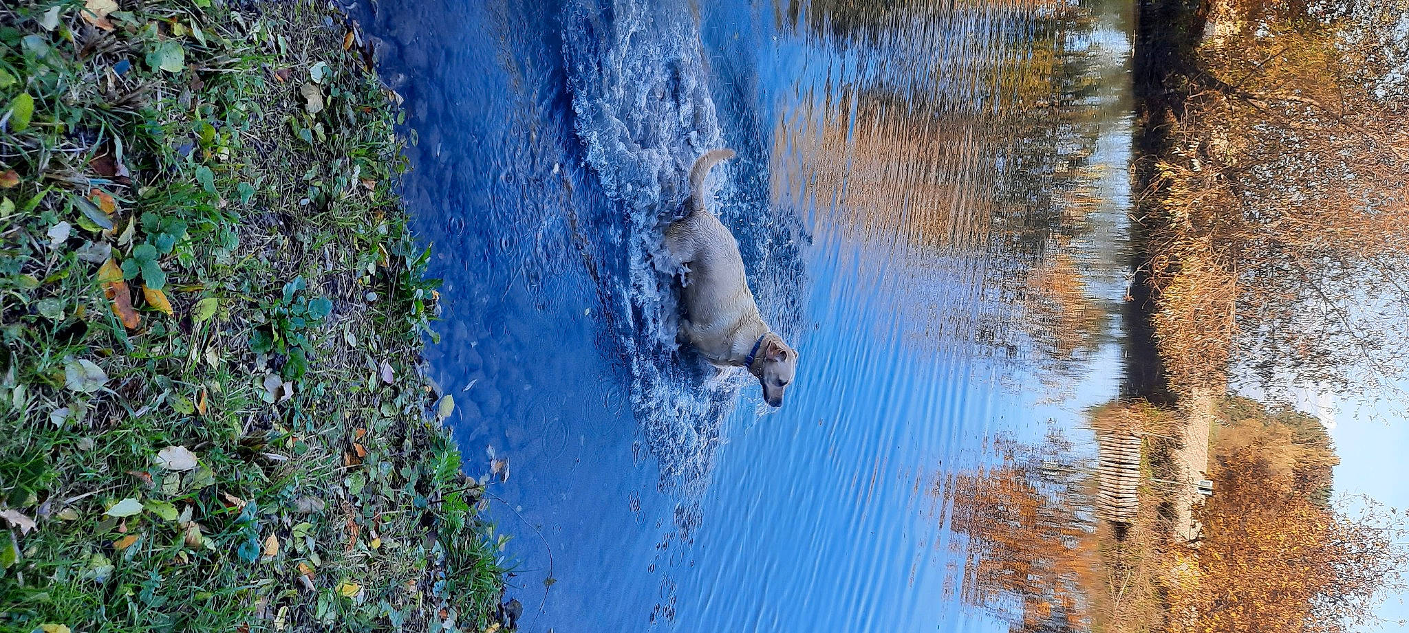 Opium a rejoint le concours — aidez-le/la à gagner de superbes lots ! _geese_and_swans, azure, beak, canidae, duck, ducks, fawn, freshwater_marsh, grass, lake, plant, reflection, seabird, sporting_group, tail, tree, water, watercourse, wetland, wildlife