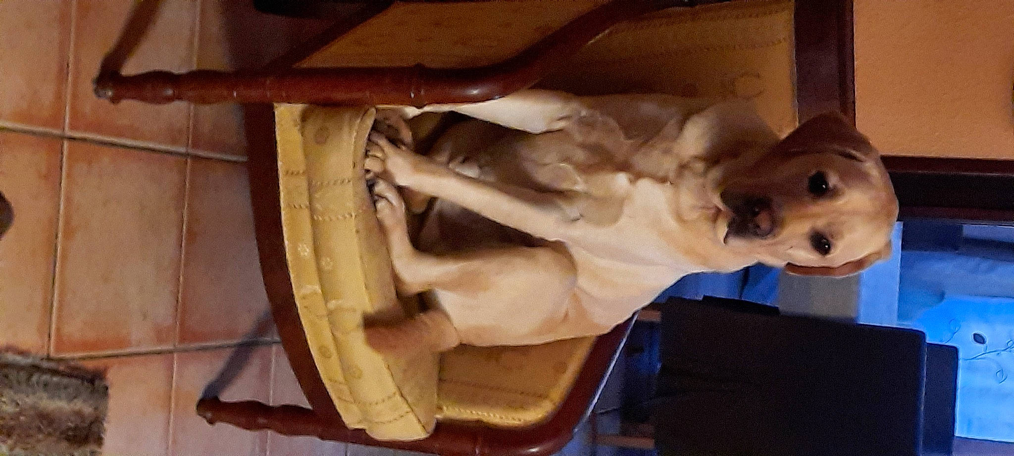 Opium a rejoint le concours — aidez-le/la à gagner de superbes lots ! art, auto_part, automotive_tire, automotive_wheel_system, canidae, carnivore, companion_dog, dog, dog_breed, fawn, fur, hardwood, jaw, machine, metal, rim, sculpture, sporting_group, wood, working_animal