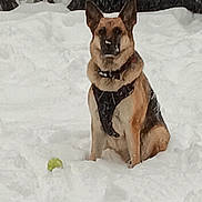 Ava joined the competition — help win amazing prizes! alert, animal, ball, canine, cold, daylight, dog, fur, german_shepherd, harness, mammal, nature, outdoor, park, pet, play, sitting, snow, waiting, winter
