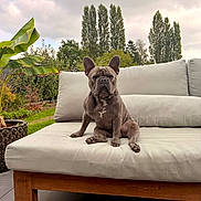 Viko participe au concours pour gagner de l'argent avec cette photo : dog, french_bulldog, pet, animal, sitting, sofa, couch, outdoor, garden, backyard, plants, trees, banana_plant, greenery, portrait, wrinkles, ears, brown_dog, furniture, cloudy_sky