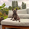 dog, french_bulldog, pet, animal, sitting, sofa, couch, outdoor, garden, backyard, plants, trees, banana_plant, greenery, portrait, wrinkles, ears, brown_dog, furniture, cloudy_sky