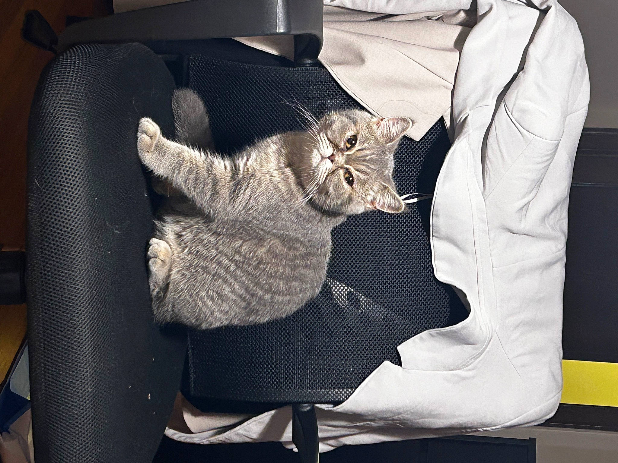 Artie joined the competition — help win amazing prizes! blazer, carnivore, cat, chair, collar, comfort, couch, domestic_short_haired_cat, dress_shirt, fashion_accessory, felidae, fur, furniture, grey, linens, pattern, sleeve, small_to_medium_sized_cats, tail, whiskers