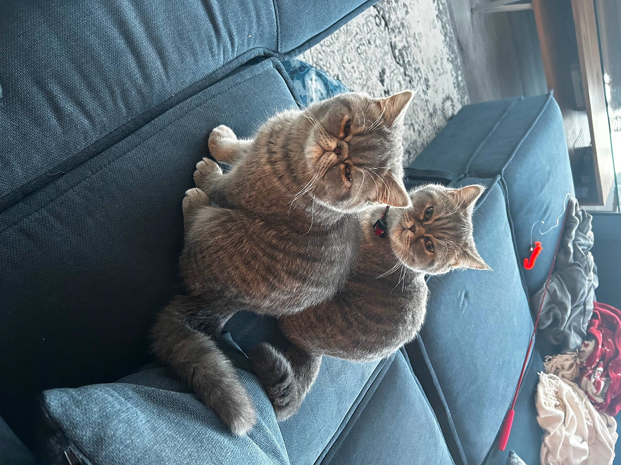 Artie is registered to the contest to win money with this photo: carnivore, cat, comfort, couch, domestic_short_haired_cat, felidae, flowerpot, fur, grey, paw, plant, russian_blue, sitting, small_to_medium_sized_cats, tail, textile, tree, whiskers, window, woven_fabric