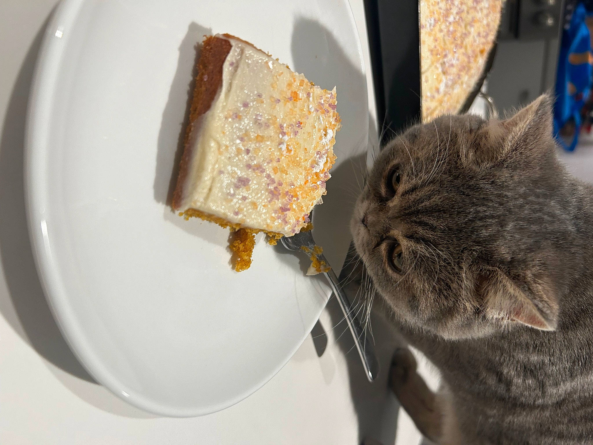 Artie joined the competition — help win amazing prizes! bread, brown_bread, carnivore, cat, comfort_food, dishware, domestic_short_haired_cat, felidae, food, gluten, ingredient, plant, plate, recipe, russian_blue, serveware, small_to_medium_sized_cats, tableware, whiskers, window