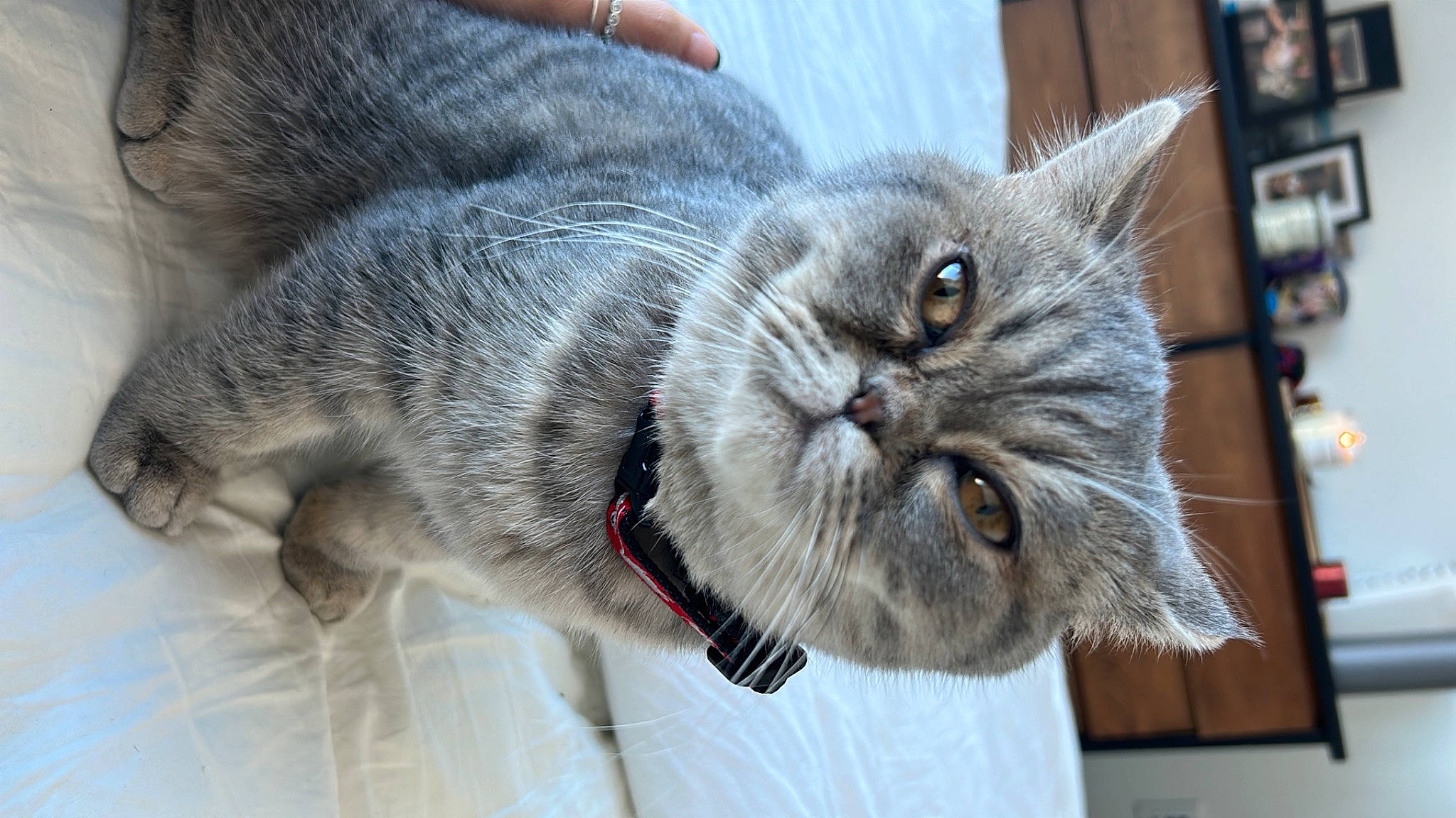 Artie is registered to the contest to win money with this photo: carnivore, cat, claw, collar, domestic_short_haired_cat, felidae, fur, paw, small_to_medium_sized_cats, snout, tail, terrestrial_animal, whiskers