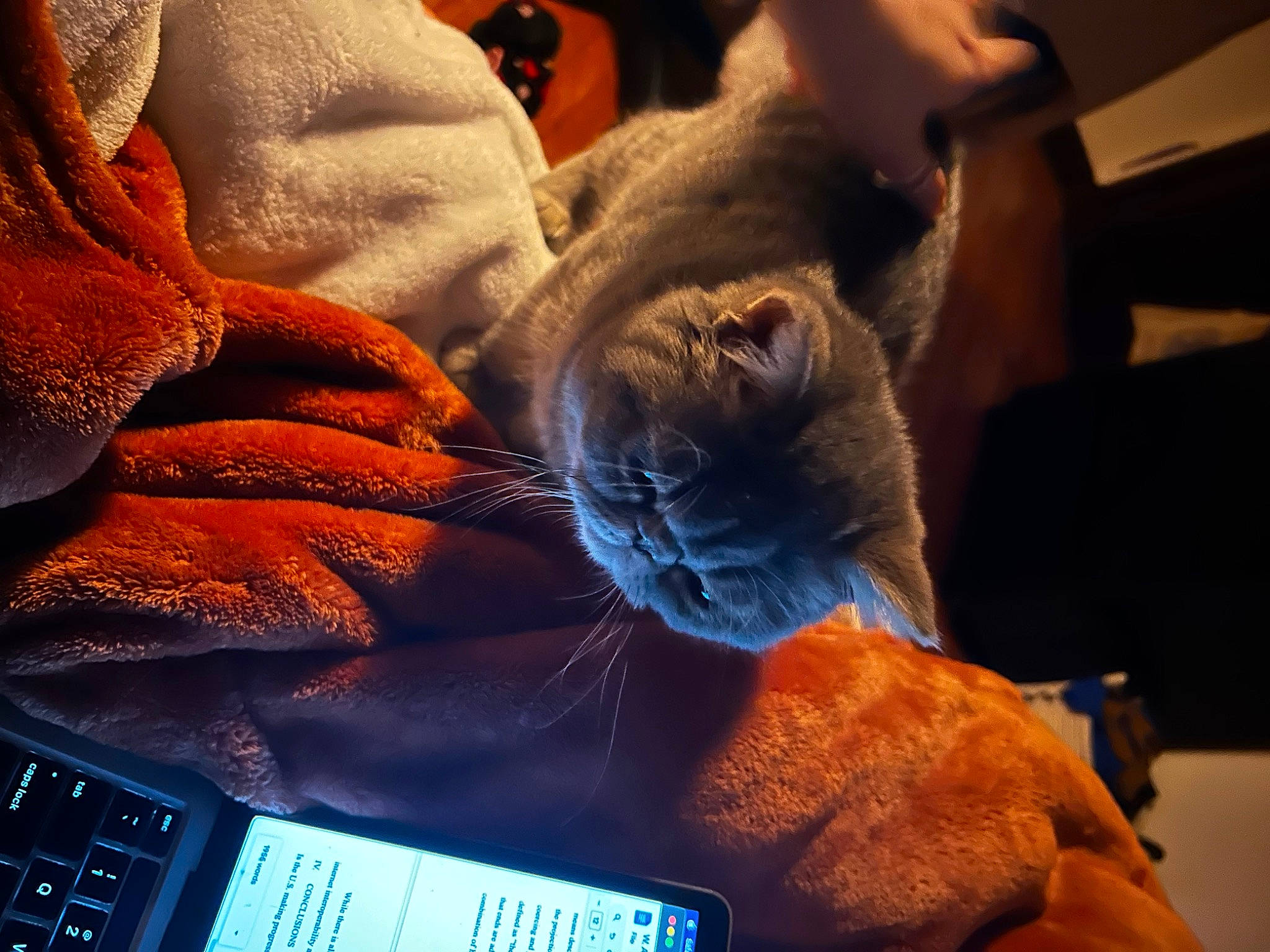 Albie is registered to the contest to win money with this photo: carnivore, cat, comfort, communication_device, domestic_short_haired_cat, electric_blue, fawn, felidae, fur, gadget, human_leg, lap, mammal, nap, orange, small_to_medium_sized_cats, snout, tail, vertebrate, whiskers