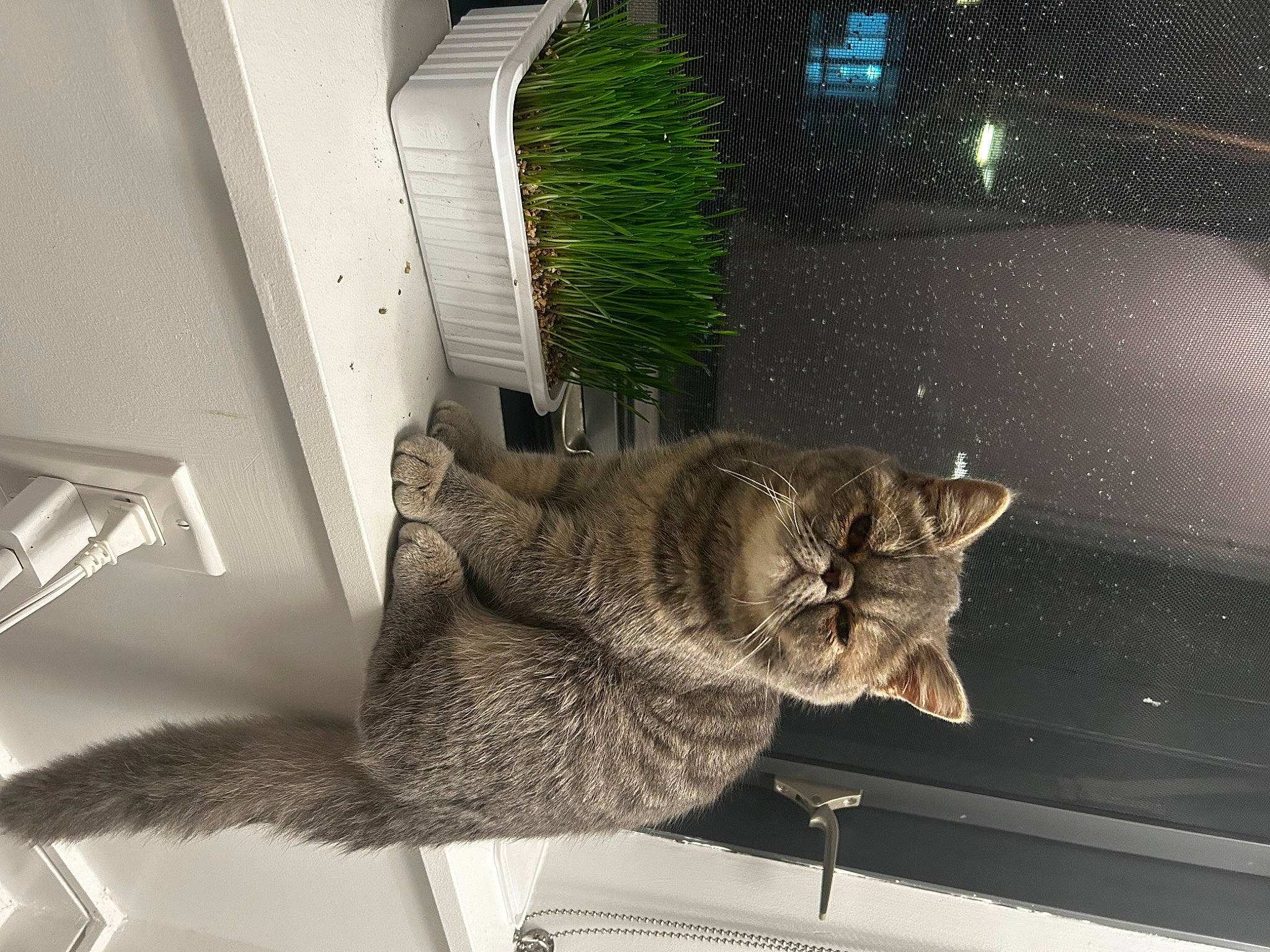 Albie is registered to the contest to win money with this photo: carnivore, cat, claw, comfort, domestic_short_haired_cat, felidae, fur, grey, lynx, paw, plant, room, small_to_medium_sized_cats, snout, tail, tree, whiskers, window, wood