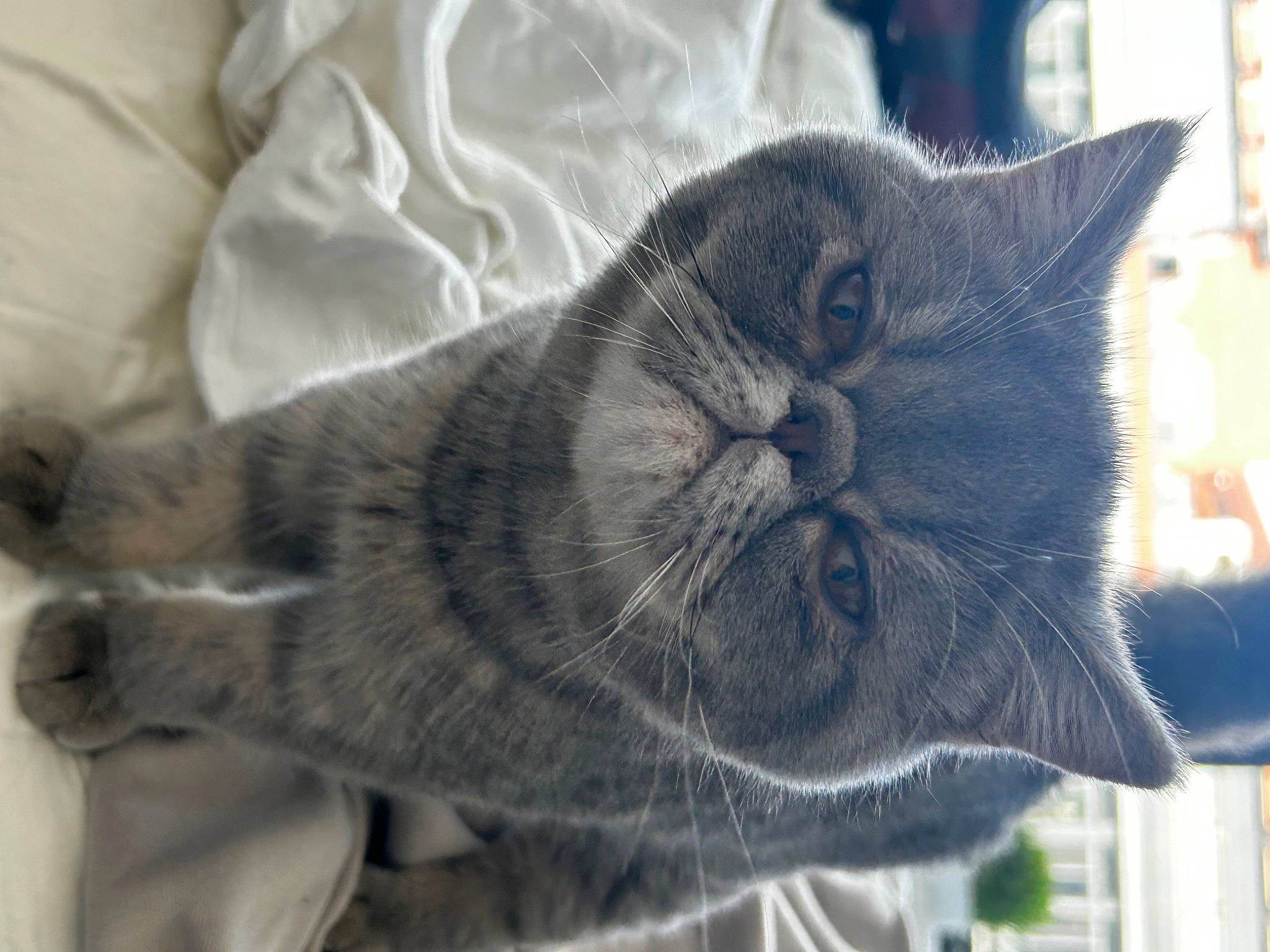 Albie joined the competition — help win amazing prizes! black_cat, carnivore, cat, chartreux, claw, comfort, domestic_short_haired_cat, felidae, fur, grey, nap, paw, plant, small_to_medium_sized_cats, snout, tail, terrestrial_animal, tree, whiskers, window