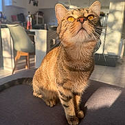 Arès a rejoint le concours — aidez-le/la à gagner de superbes lots ! amber_eyes, animal, blurred_background, cat, chair, curious, domestic, domestic_scene, floor, fur, furniture, indoor, kitchen, pet, shadow, sitting, sunlight, tabby, table, whiskers