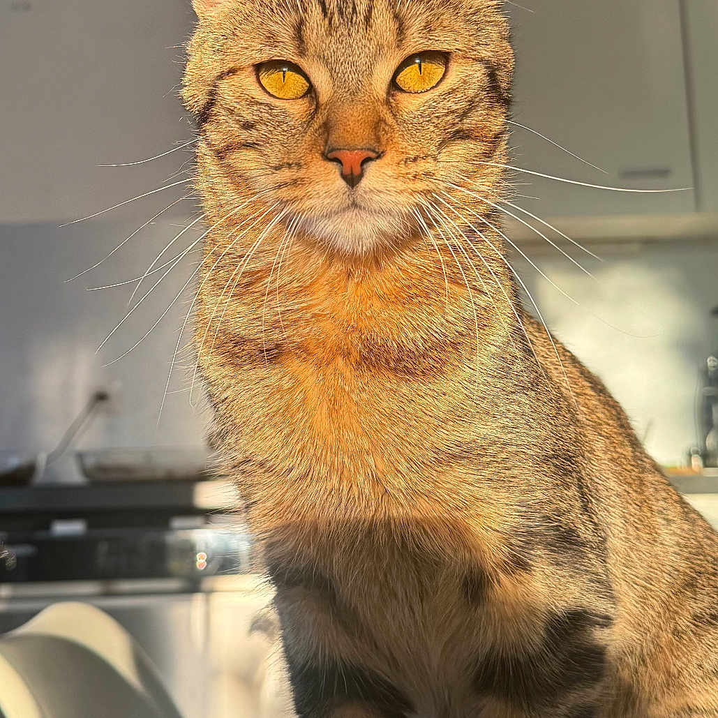 Arès participe au concours pour gagner de l'argent avec cette photo : abyssinian, animal, cat, egyptiancat, kitten, manx, pet
