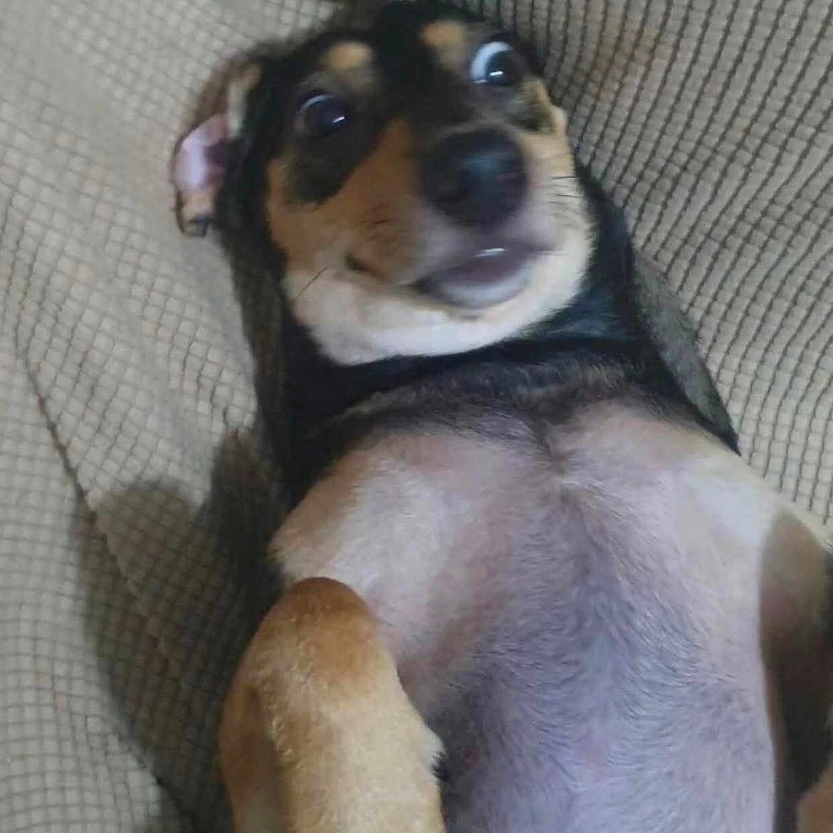 Butod joined the competition — help win amazing prizes! animal, background, black_and_tan, canine, closeup, cute, dog, expression, face, funny, fur, indoor, lying_down, mammal, paw, pet, resting, surprised, texture, wide_eyes