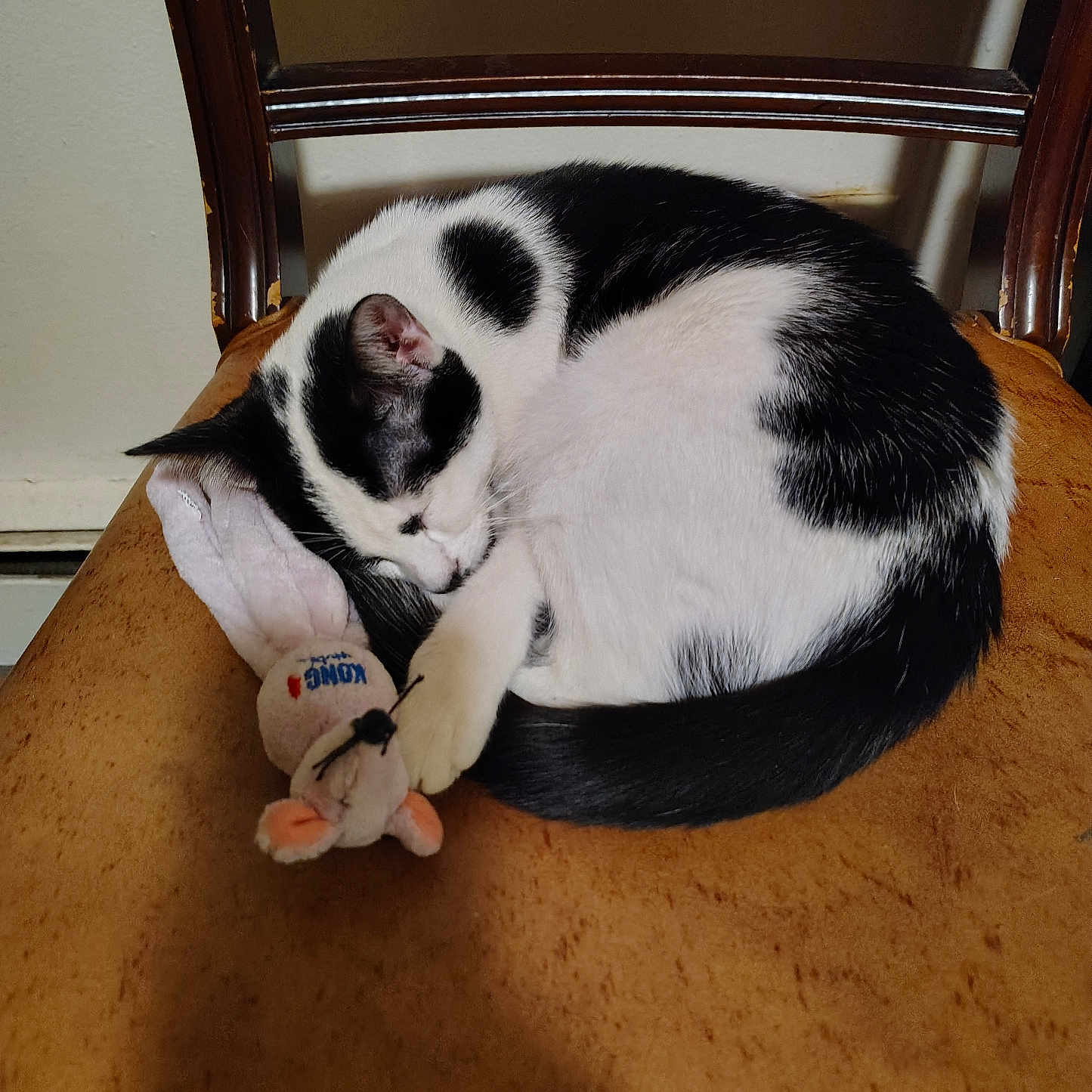 Dilligaf is registered to the contest to win money with this photo: animal, black_and_white, cat, chair, cozy, curled_up, cushion, cute, domestic, feline, fur, indoor, mouse_toy, peaceful, pet, relaxing, resting, sleeping, stuffed_toy, toy