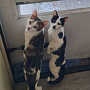 Dilligaf joined the competition — help win amazing prizes! cat, two_cats, indoor, door, window, curious, pets, standing, hind_legs, tilted_head, looking_out, fur_pattern, black_and_white, tabby, domestic_cat, floor, home, companions, cute, whiskers