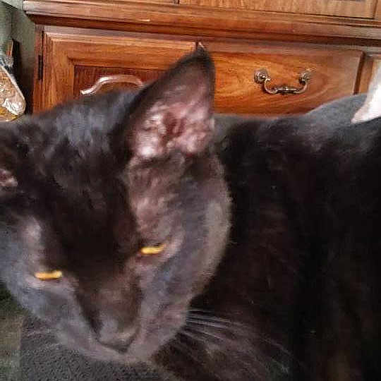 Sawyer joined the competition — help win amazing prizes!