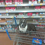 Gordita is registered to the contest to win money with this photo: dog, pitbull, shopping_cart, blanket, supermarket, canned_goods, shelves, floor, aisle, brown_blanket, pet, retail, store, animal, indoor, shopping, food, metal_cart, can, calm