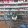 dog, pitbull, shopping_cart, blanket, supermarket, canned_goods, shelves, floor, aisle, brown_blanket, pet, retail, store, animal, indoor, shopping, food, metal_cart, can, calm