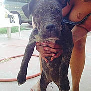 Prescious is registered to the contest to win money with this photo: puppy, dog, person, hand, outdoor, concrete, vehicle, plastic_chair, hose, barefoot, nails, muddy, pet, animal, young_dog, face, legs, grass, summer, casual