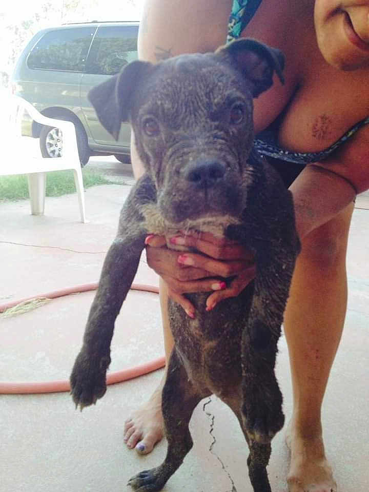 Prescious is registered to the contest to win money with this photo: puppy, dog, person, hand, outdoor, concrete, vehicle, plastic_chair, hose, barefoot, nails, muddy, pet, animal, young_dog, face, legs, grass, summer, casual