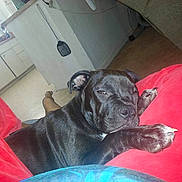 Prescious is registered to the contest to win money with this photo: black_dog, close_up, couch, cushion, dog, domestic_animal, flash_photo, indoor, kitchen, living_room, nails, paw, person_leg, pet, portrait, puppy, red_cushion, resting, sleeping, tile_floor