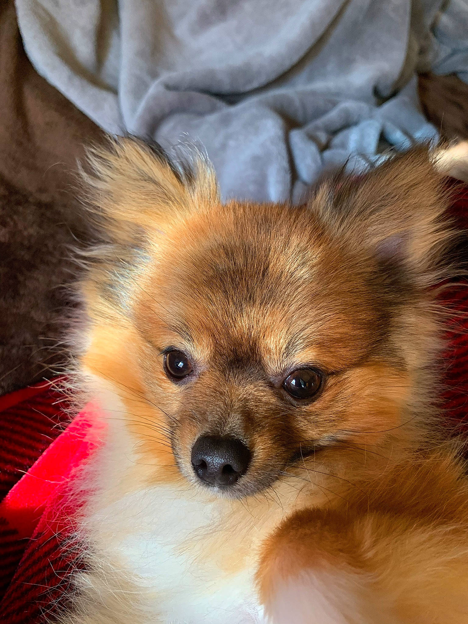 Loki is registered to the contest to win money with this photo: canidae, carnivore, companion_dog, dog, dog_breed, fawn, fur, german_spitz, german_spitz_klein, german_spitz_mittel, non_sporting_group, snout, spitz, sporting_group, terrestrial_animal, toy_dog, volpino_italiano, whiskers, wildlife, working_animal