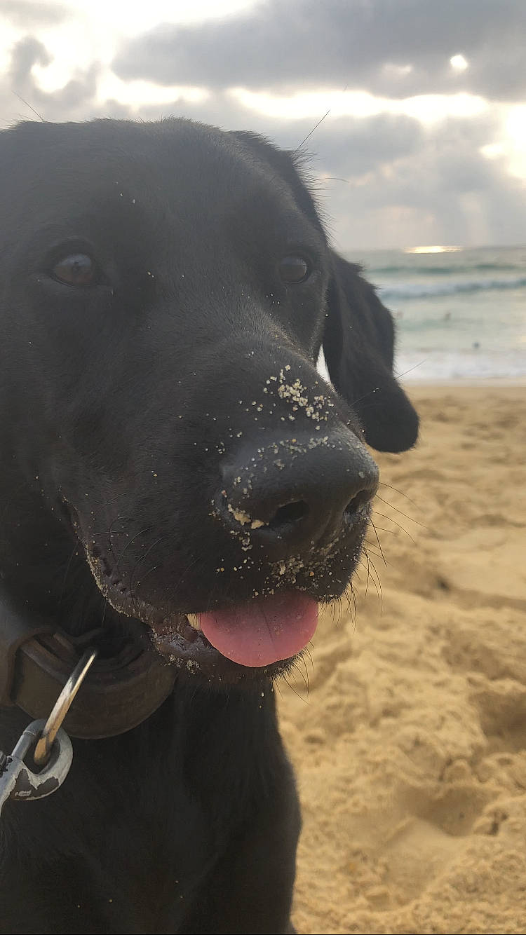 Naxos participe au concours pour gagner de l'argent avec cette photo : beach, carnivore, cloud, collar, dog, dog_breed, dog_collar, fur, guard_dog, gun_dog, ocean, pointing_breed, retriever, sand, sky, snout, sporting_group, water, whiskers, working_animal