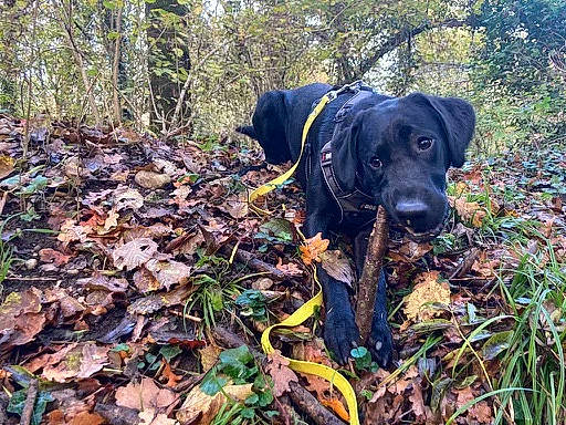 Naxos participe au concours pour gagner de l'argent avec cette photo : adventure, borador, canidae, carnivore, dog, dog_breed, fawn, forest, grass, gun_dog, leaf, northern_hardwood_forest, plant, shrub, soil, sporting_group, tree, wood, woodland, working_animal