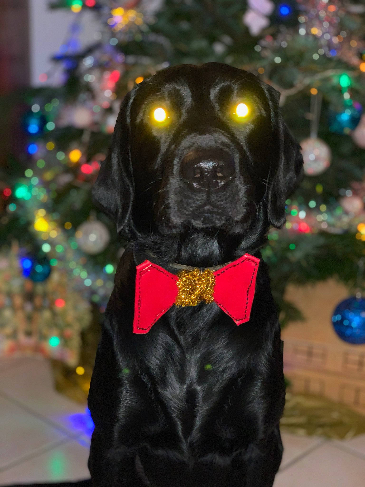 Naxos participe au concours pour gagner de l'argent avec cette photo : carnivore, christmas, christmas_decoration, christmas_ornament, christmas_tree, collar, companion_dog, dog, dog_breed, dog_collar, dog_supply, event, fawn, fur, gun_dog, liver, snout, sporting_group, whiskers, working_animal