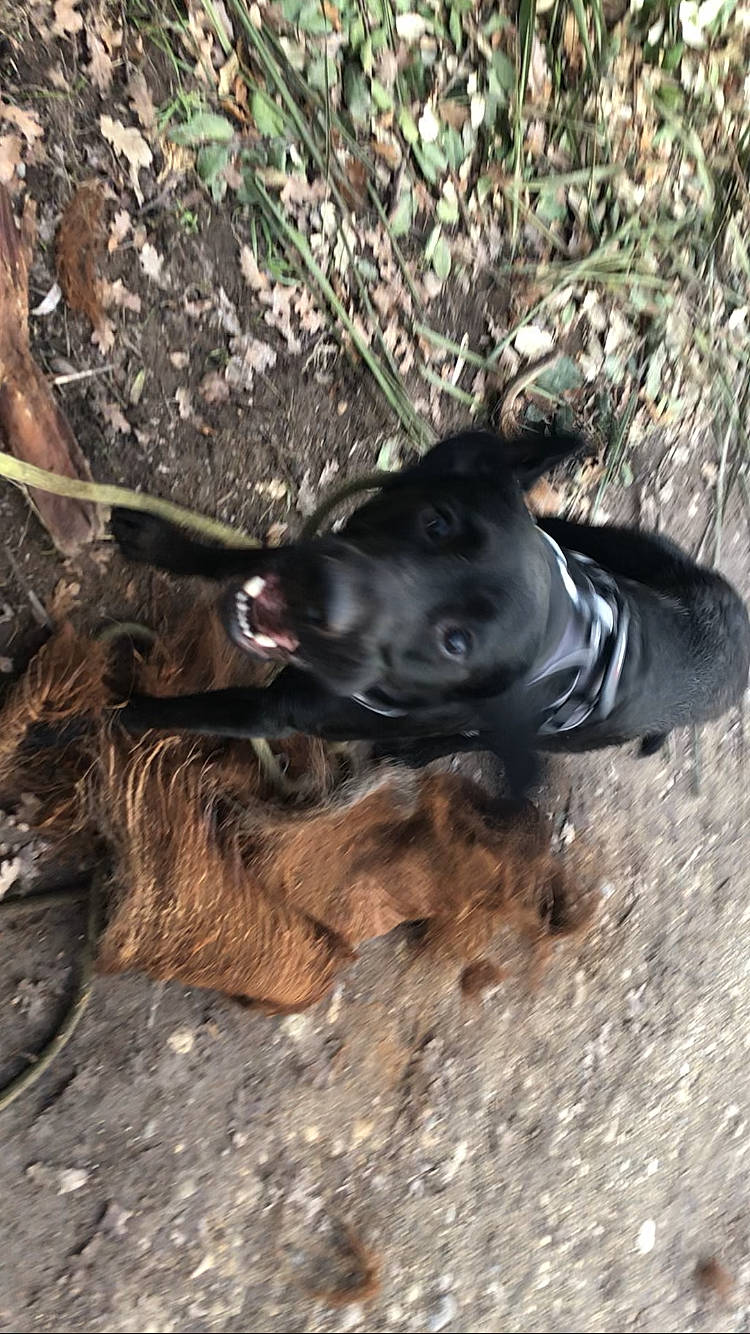 Naxos participe au concours pour gagner de l'argent avec cette photo : canidae, carnivore, dog, dog_breed, fawn, fur, grass, guard_dog, hunting_dog, liver, mammal, plant, snout, soil, sporting_group, tail, terrestrial_animal, wildlife, wood, working_animal