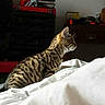 cat, tabby_cat, bed, striped, feline, indoor, curious, alert, wooden_dresser, statue, cozy, room, furniture, domestic_animal, pet, sleeping_area, blanket, resting, side_view, quiet